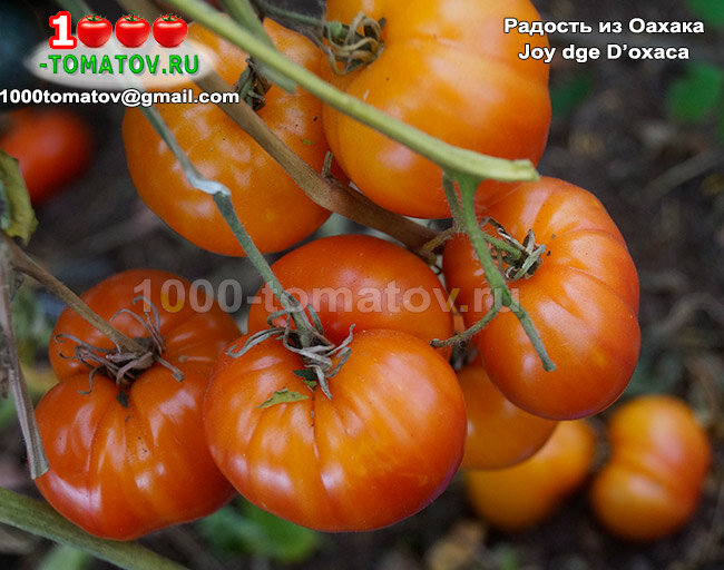 Томат Радость из Оахака Joy dge D’oxaca  фото 2