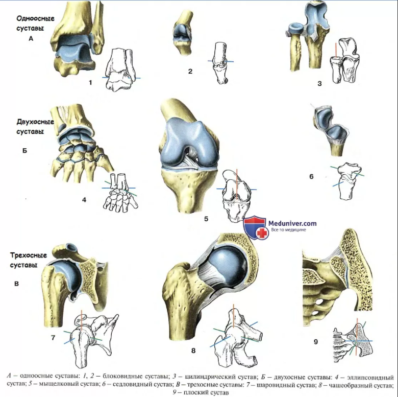Виды суставов. Одноосные суставы по форме суставных поверхностей. Суставы одноосные двухосные трехосные. Классификация коленного сустава по форме суставных поверхностей. Многоосные суставы классификация.