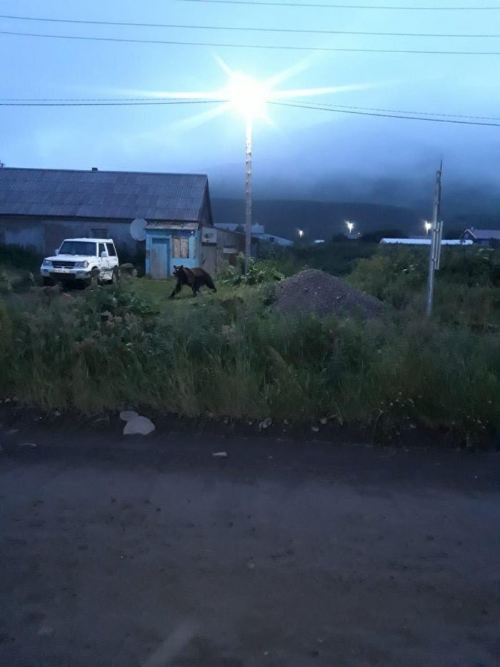 Фото жителя поселка Озерновский: медведь на сельской улице  