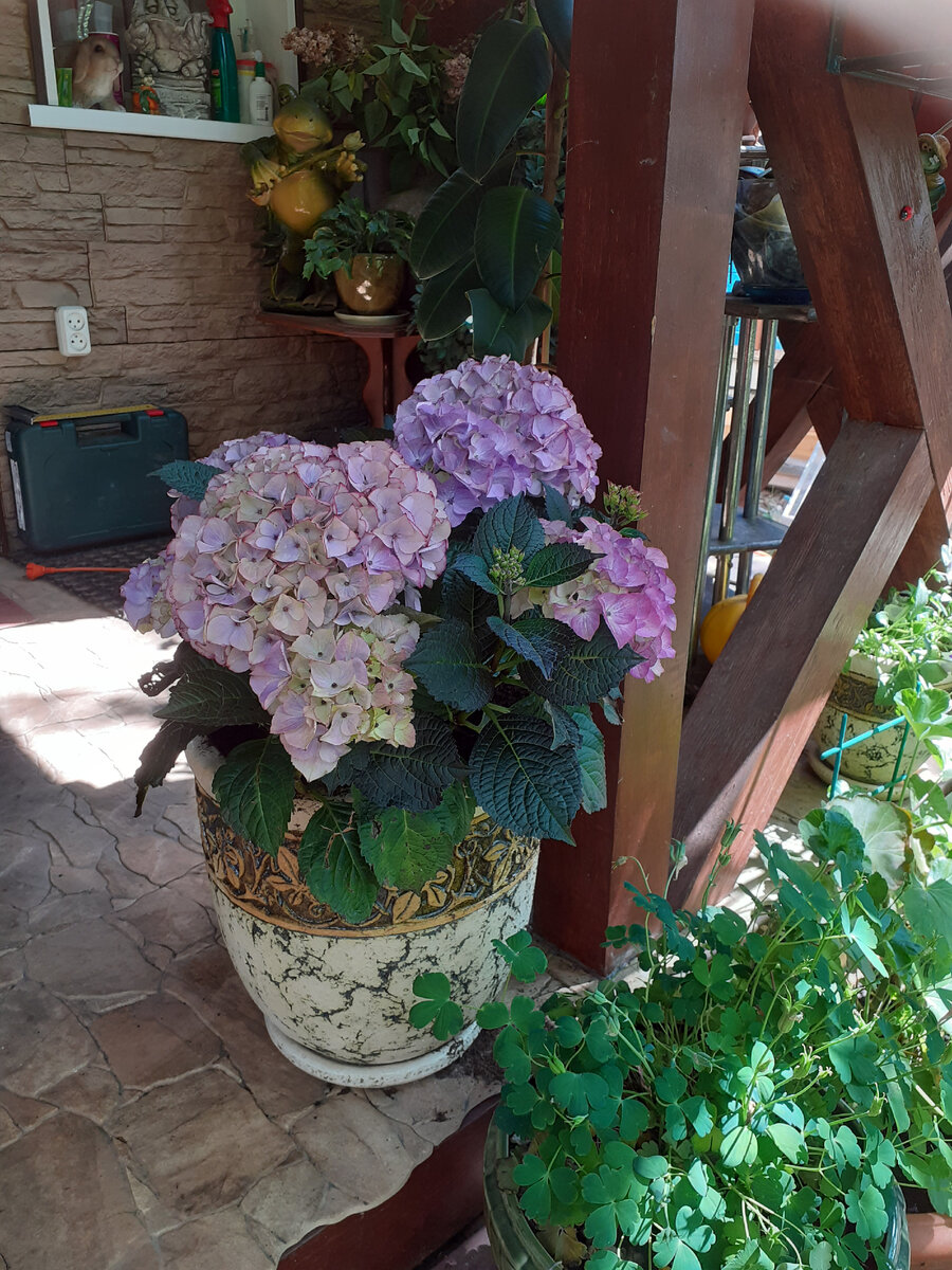 Гортензия крупнолистная 