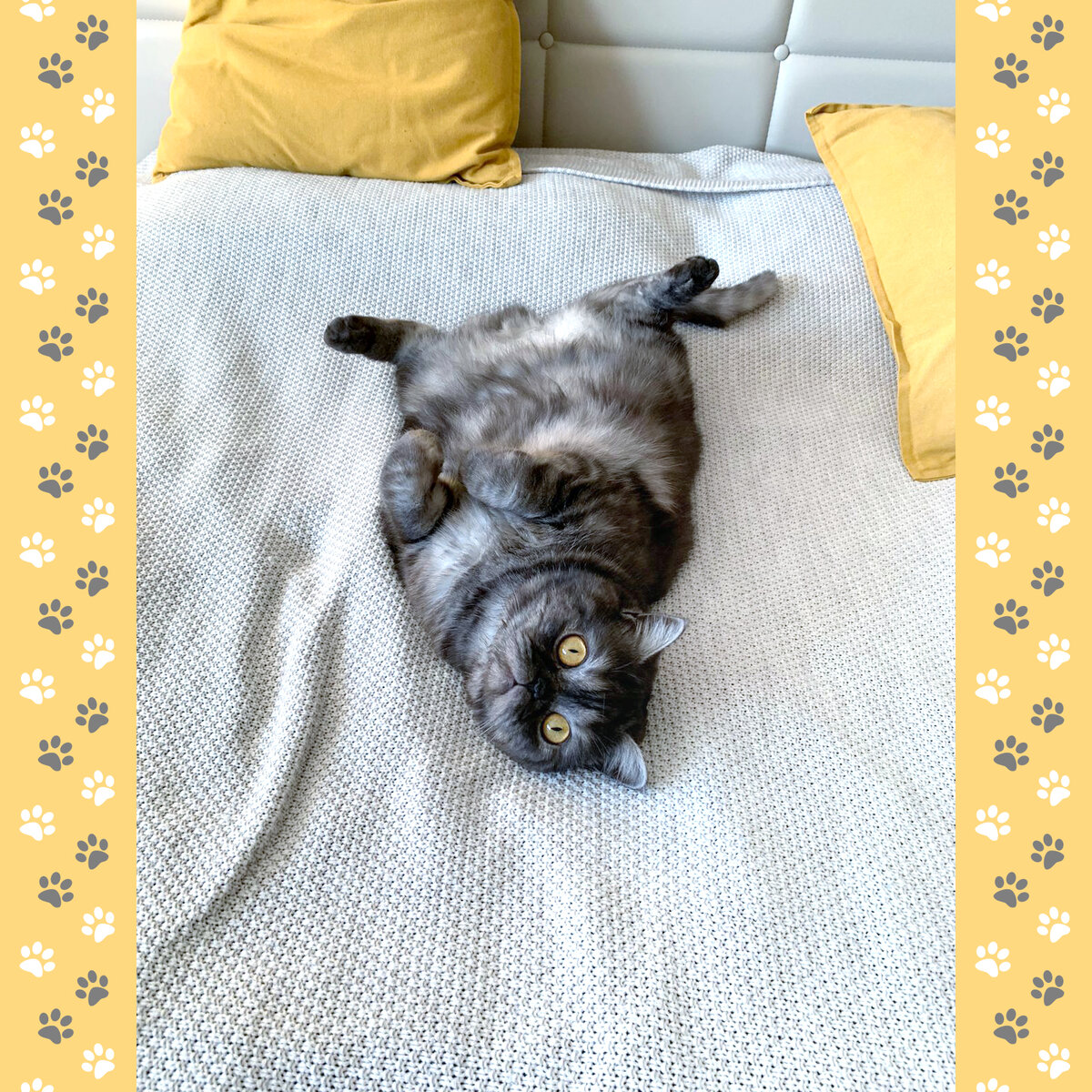 Сельма (Myshelove Intrada) в новом доме (г. Одинцово, МО)