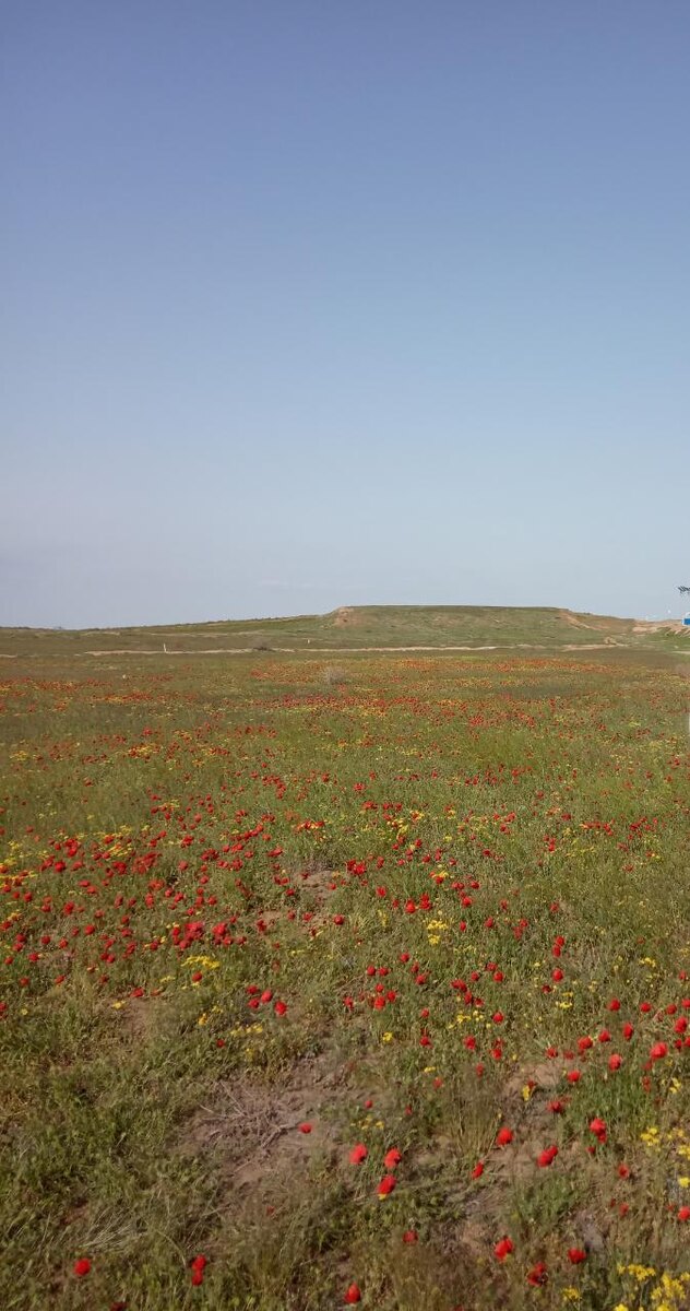 Автор Зайцева Алёна, МКОУ "СОШ п.Трусово, название работы "Маки"