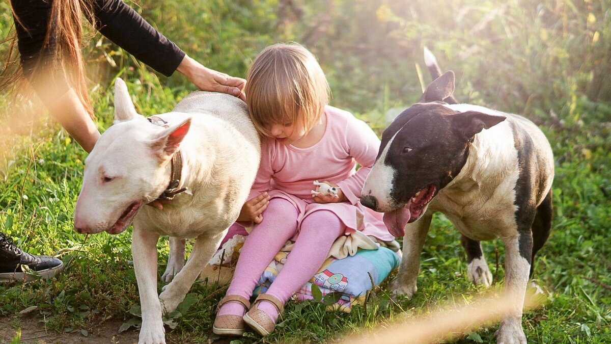 Бультерьер в деревне