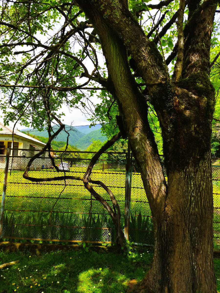 Виноградная лоза на шелковице