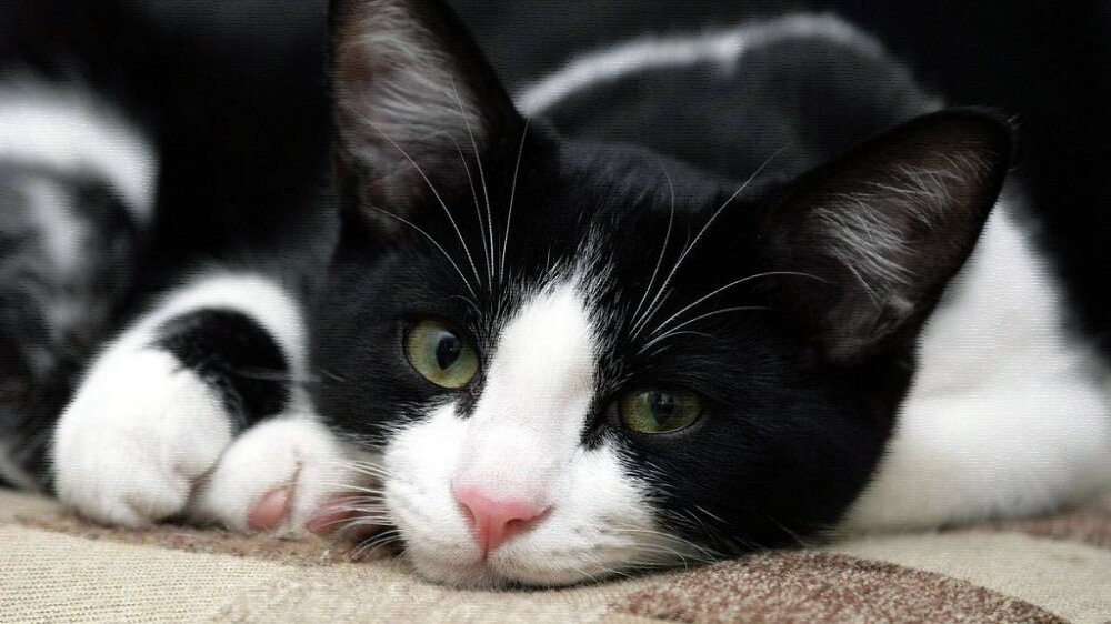 источник фото: cat-expert.ru