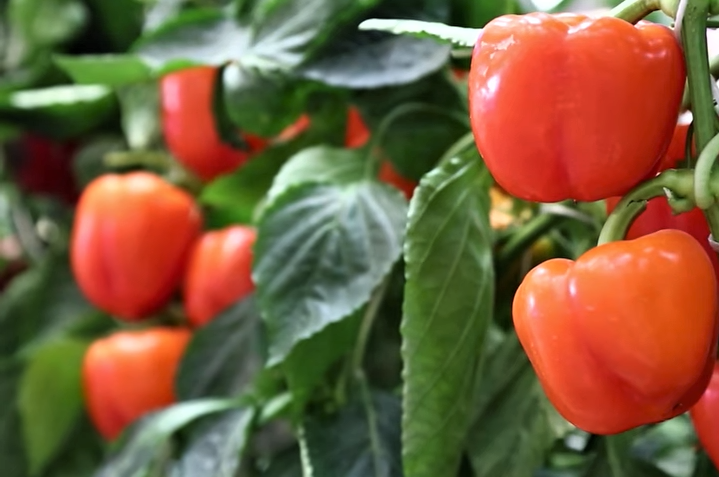 сладкий перец