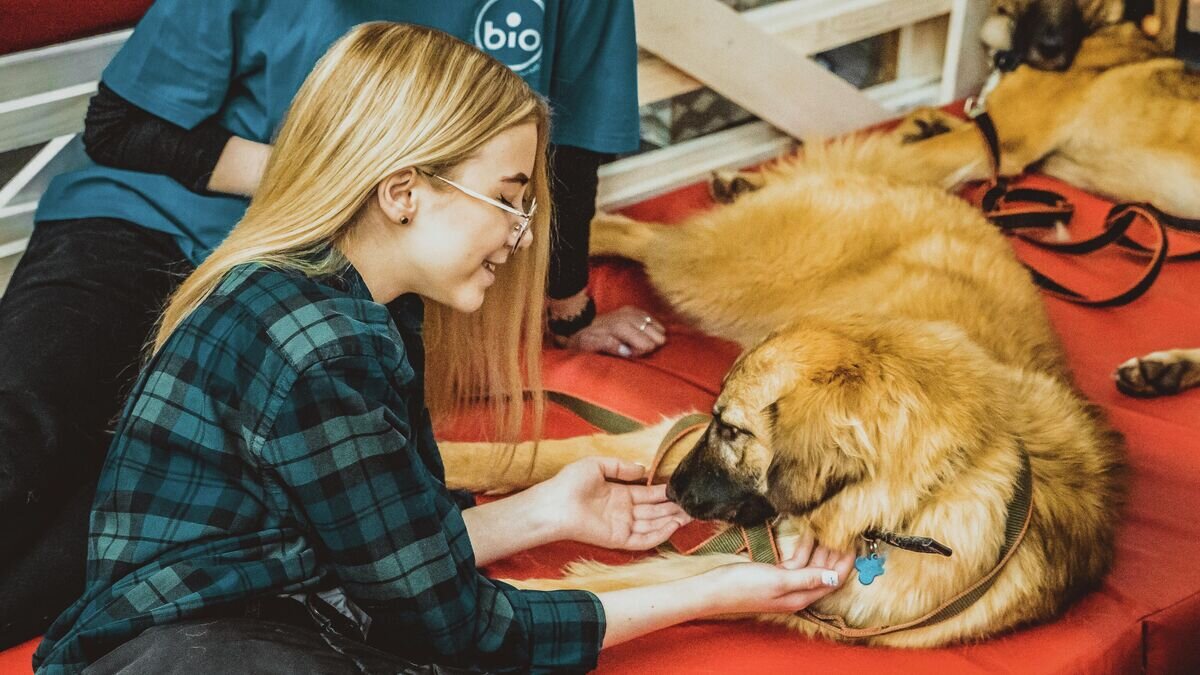    Выставка бездомных животных "Юна-Фест"© Фото : Центр реабилитации животных "ЮНА"