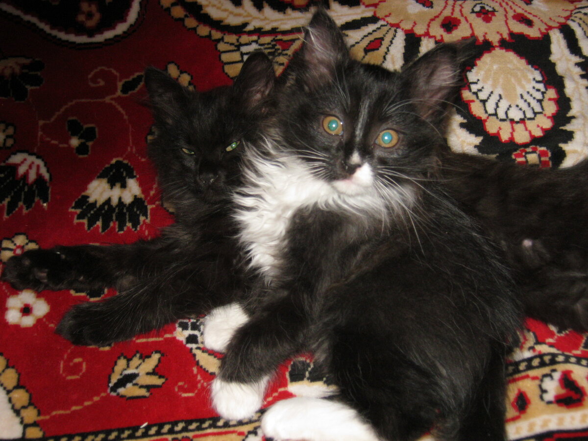 А   это    пушок    и   маркиз.