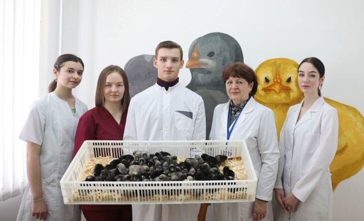    В Ставропольском аграрном университете вывели цыплят повышенной продуктивности