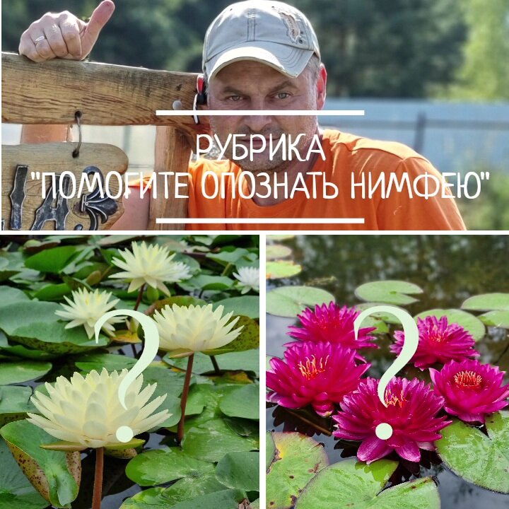 опознать название нимфеи