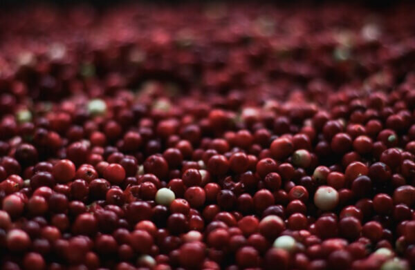    Фото: pixabay.com