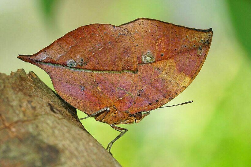    Фото: wikimedia.org