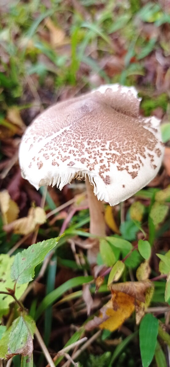 Поначалу, нам встречалось вот только что то вроде этого!