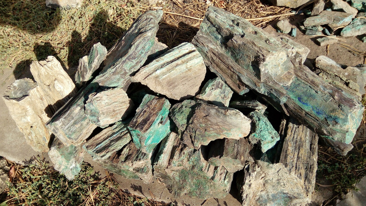 Деревья из Каргалинских рудников, автор фото - shria