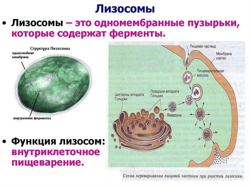 Система одномембранных цистерн