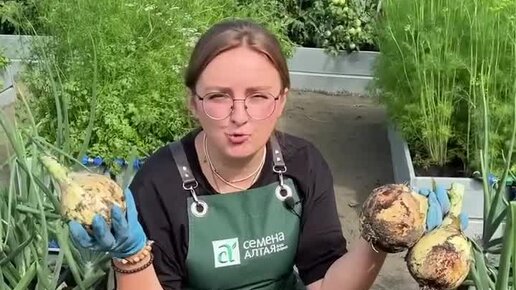 Алтай семена с карелиной. Виноград байконур семена алтая. Семена овощей и цветов каталог. Лосиноостровская 13 семена алтая. Алтай семена с карелиной.