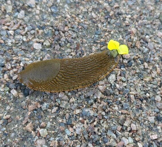 Фото Лизы Чумаковой