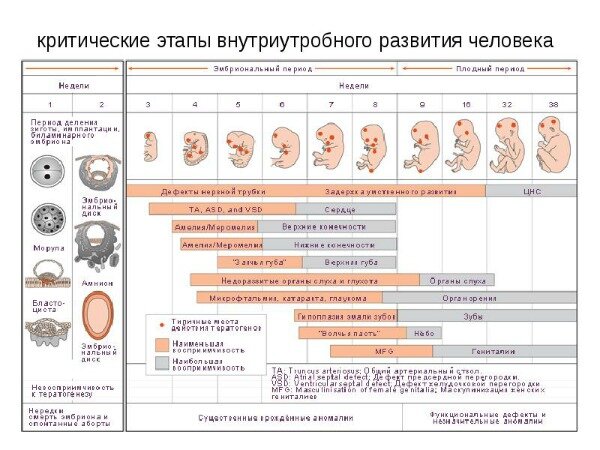 39 неделя беременности: ощущения, признаки, развитие плода