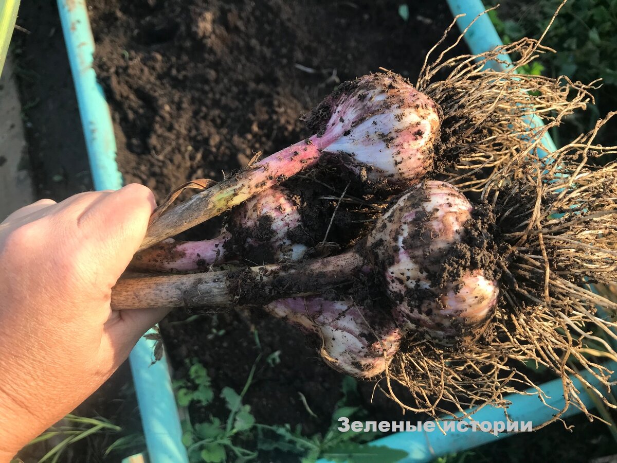 Уборка урожая