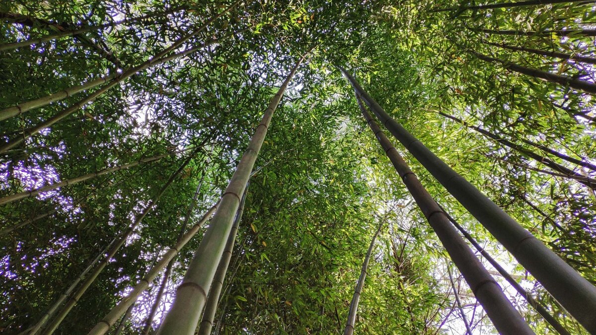     История с незаконными вырубкой леса и строительством дороги в «Ладожских шхерах» получила продолжение, об этом рассказали в одном из местных изданий.