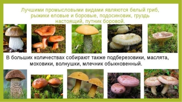 съедобные грибы осенью