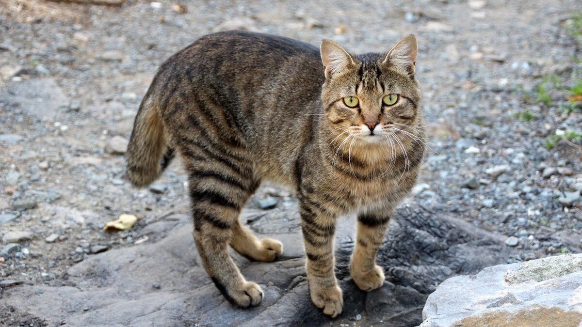     Волонтеры Воткинска обратились к местным властям с инициативой создания в городе Котодома.