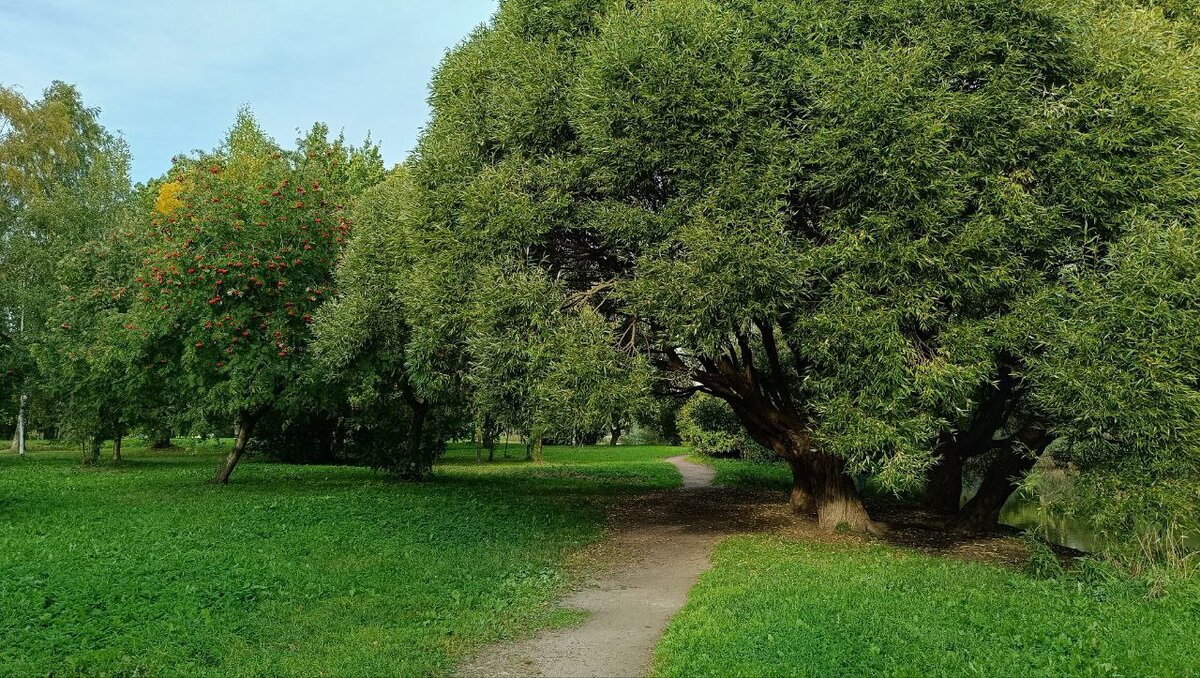 Прекрасный парк Александрино! Как же здесь зелено! Фото автора канала Питер на все случаи жизни 