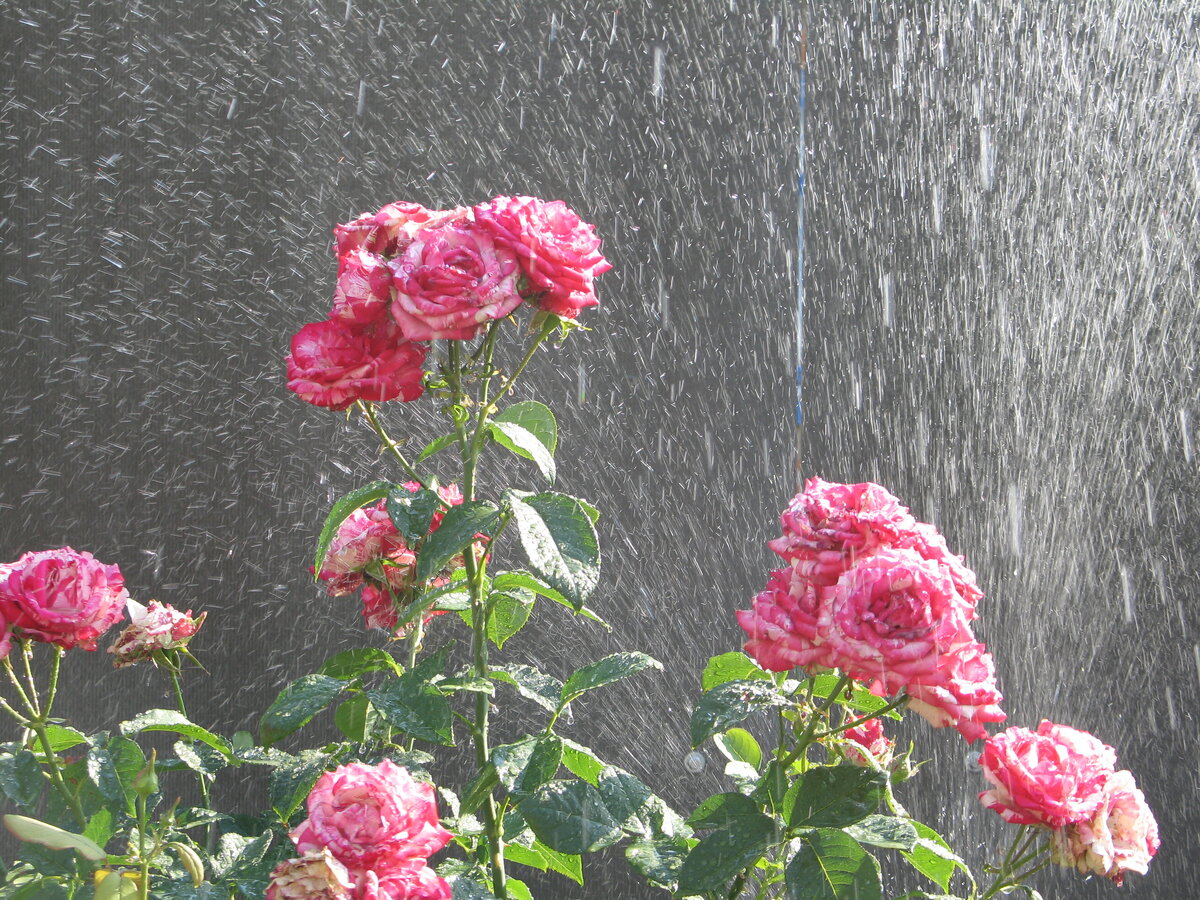 те самые розы 