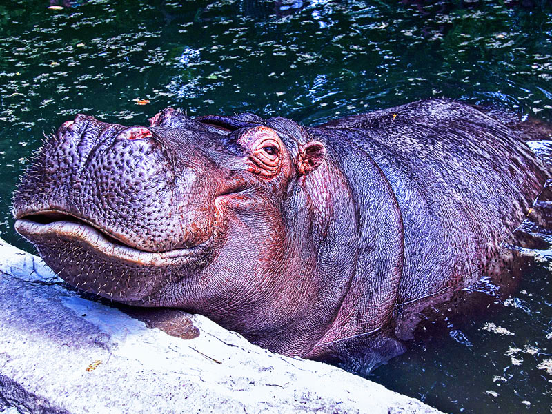 Фото взято с сайта "tashkentzoo.uz"