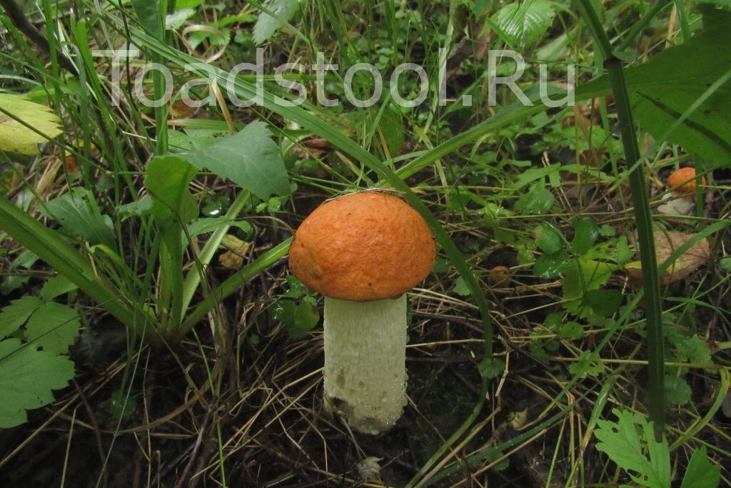 Подосиновик белоножковый (а сзади справа - еще один!) - совсем другой гриб, правда? (Фото И.Лебединского)