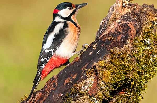 Источник фото: cooper-hayes.co.uk