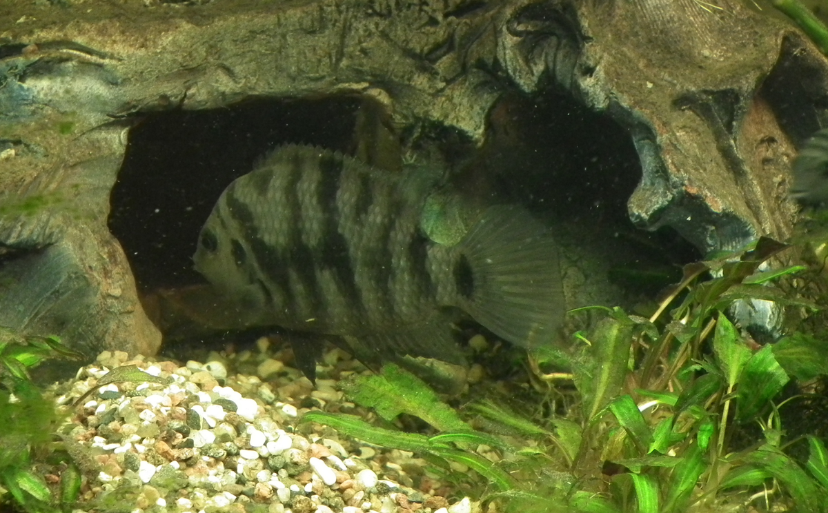 Самец Чернополосой Цихлазомы заплывает в свою обитель