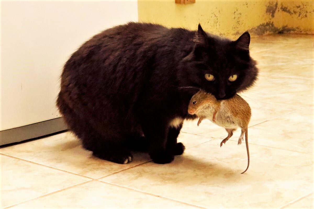 (Фотография из свободного доступа "Яндекс-картинки")