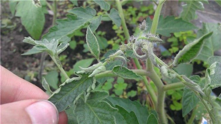 Причины скручивания листьев томатов и способы предотвращения