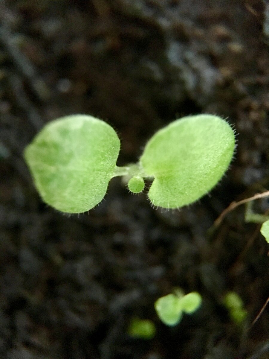 Такая вот немалышка хирита среди малышек :)