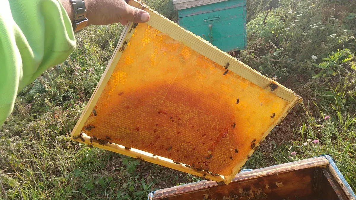 Вот в этой рамке чётко видно, что в верхней части соты ощутимо светлее, чем в нижней. Именно в нижней части выводился пчелиный расплод. Соты оттуда будут не очень приятным для жевания.