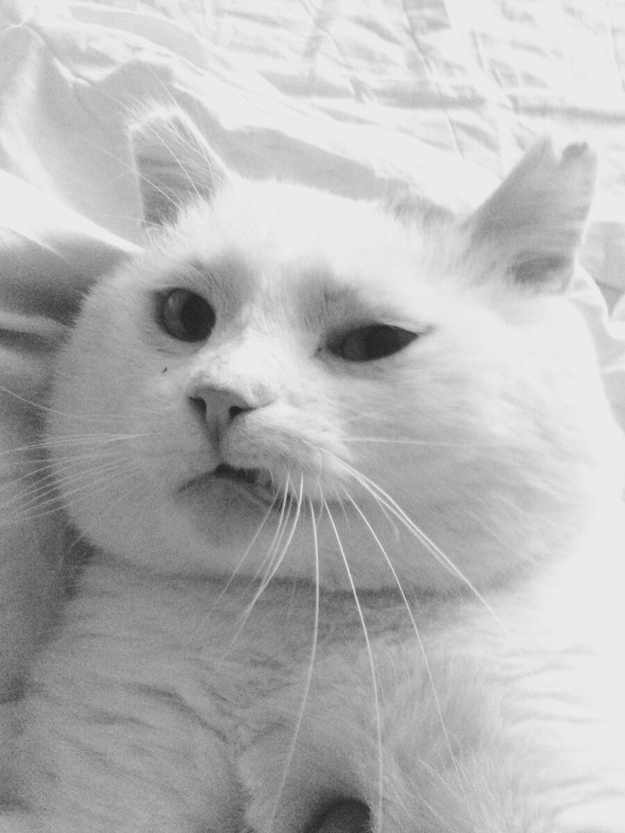 фото: @catcod