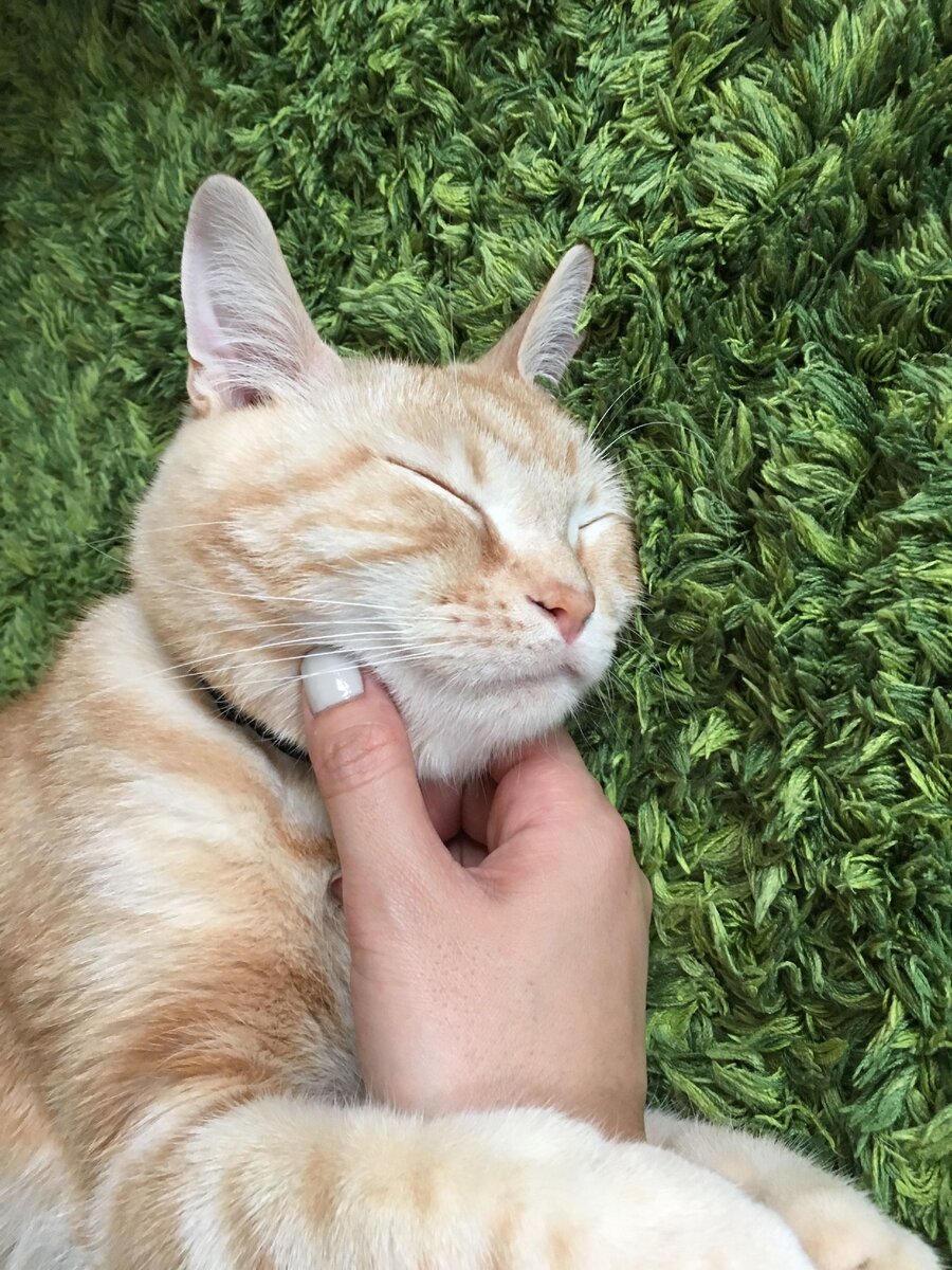 https://www.pinterest.ru/pin/322500023301379398/?nic=1a