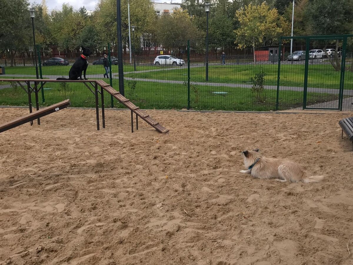 Собака Лолита из Банды Дворян