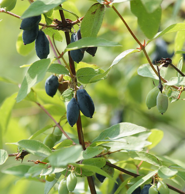 https://pixabay.com/photos/honeysuckle-berry-fruit-nature-3879603/