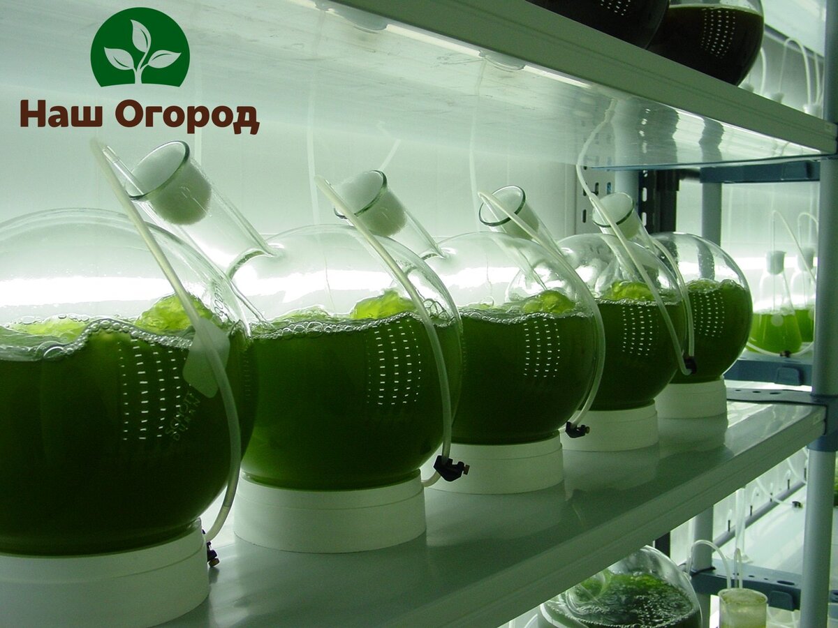 Для домашнего выращивания достаточно будет обычной банки.