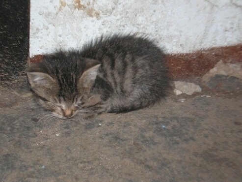 В таком состоянии кота нашли. Листайте галерею.