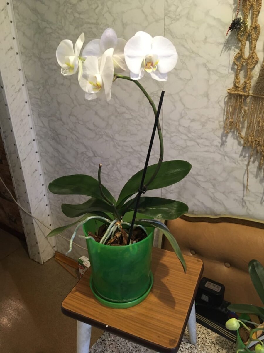 ФОТО ЦВЕТКА ОРХИДЕИ. БЕЛЕНЬКИЕ ОТРОСТКИ. ЭТО ВОЗДУШНЫЕ КОРНИ РАСТЕНИЯ.  ОРХИДЕЯ ДЕРЖИТСЯ В ШЕПЕ СОСНОВОЙ КОРЫ.