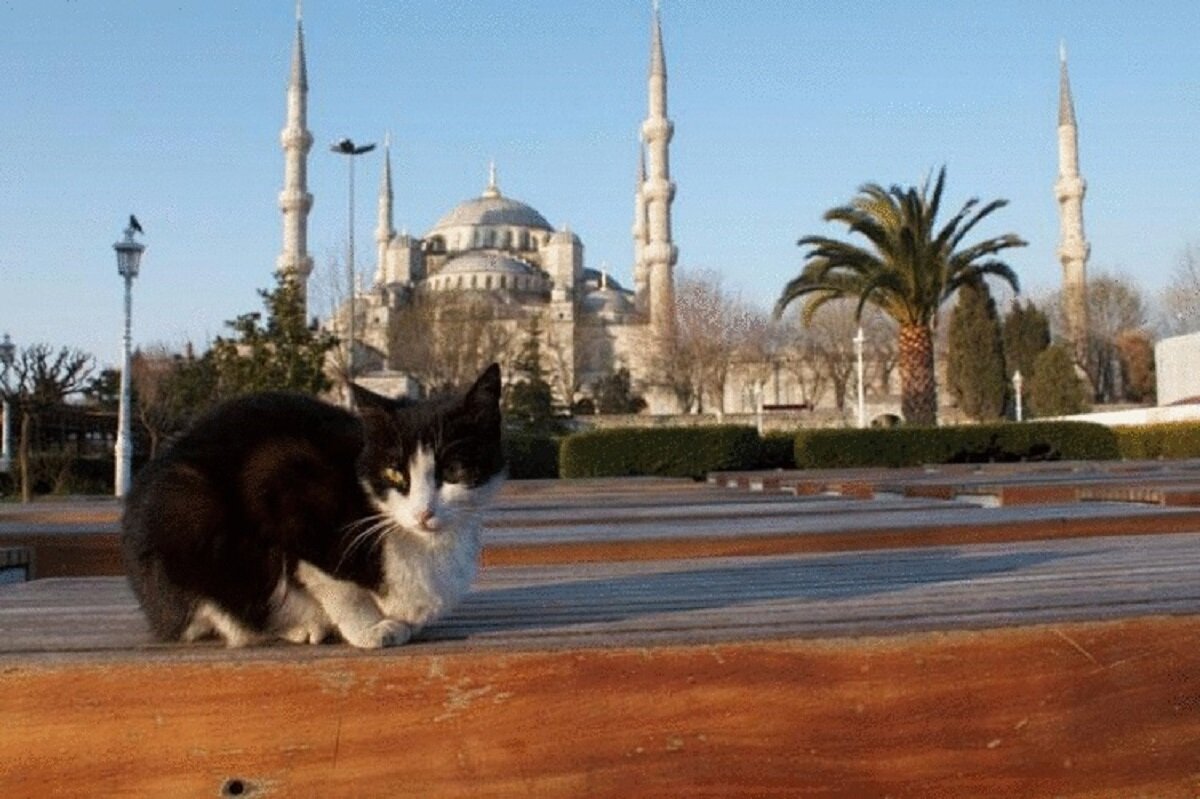 Кошка пророка Мухаммеда Муизза