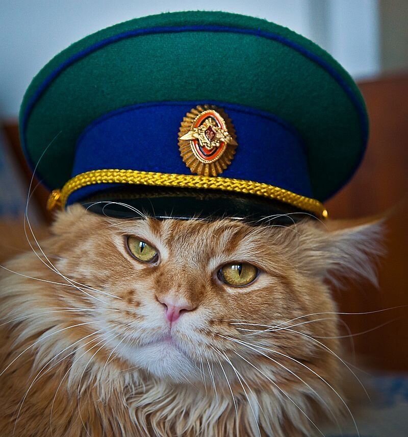 Внимание! Перед Вами глава Генерального Штаба Котоген - Вениамин Пушистикович! Именно он будет сегодня вещать в нашей статье.