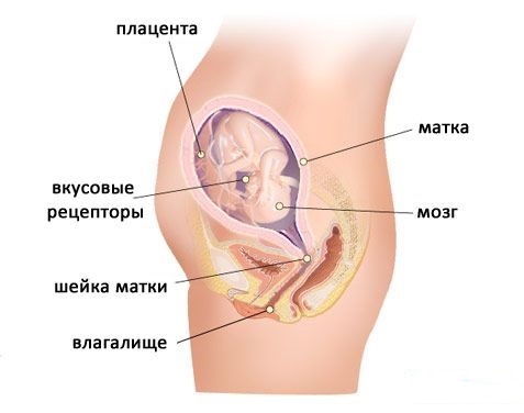 Источник: https://moydiagnos.ru