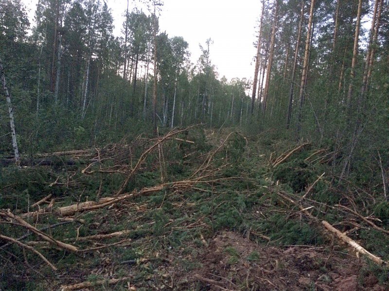 Захламленные лесосеки  остатками леса