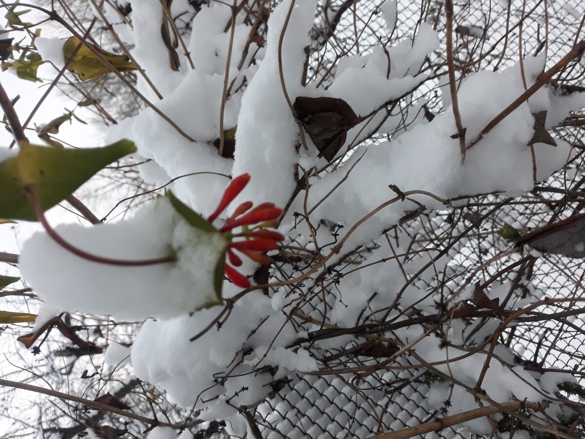 Зима была такая теплая что зацвела Каприфоль "Брауна"