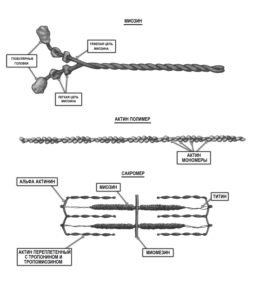 Цепи миозина. Саркомер белки титин. Саркомер строение белки. Строение саркомер биохимия. Саркомер рисунок.