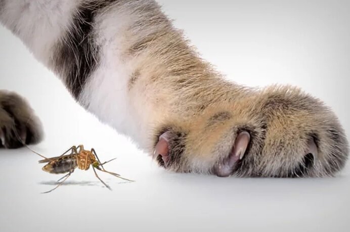 Изображение из открытых источников